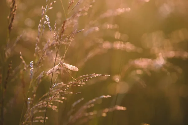 Mosquito Sitting Blade Grass Light Setting Sun — Stock Photo, Image