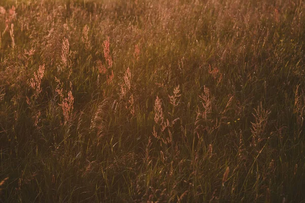 Feldpflanzen Bei Sonnenuntergang Die Sonne Geht Unter Dem Horizont Unter — Stockfoto