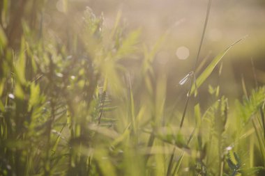 Batan güneşin ışığında bir tarlada çimlerin üzerinde oturan bir yusufçuk.