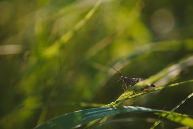 Batan güneşin ışığında bir tarlada çimlerin üzerinde oturan bir böcek.