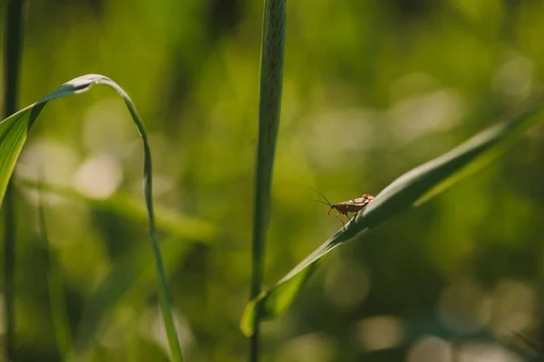 夕日に照らされた野原の草の刃の上に座っている虫 — ストック写真