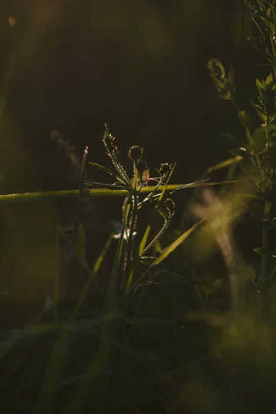 Field Spider Close Light Setting Sun — Stock Photo, Image