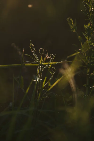 Field Spider Close Light Setting Sun — Stock Photo, Image