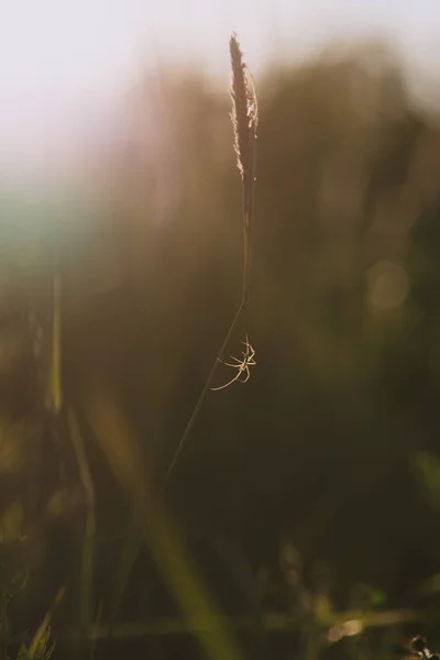 Field Spider Close Light Setting Sun — Stock Photo, Image