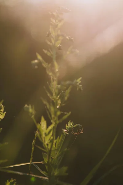 Field Spider Close Light Setting Sun — Stock Photo, Image