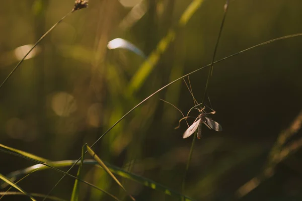 Eine Mücke Sitzt Auf Einem Grashalm Licht Der Untergehenden Sonne — Stockfoto