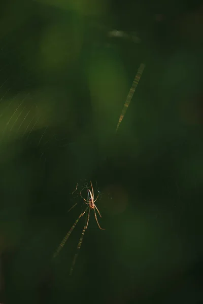 Fält Spindel Närbild Ljuset Den Nedgående Solen — Stockfoto