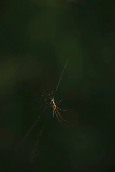 Egy Mezei Pók Közeledik Lenyugvó Nap Fényében — Stock Fotó