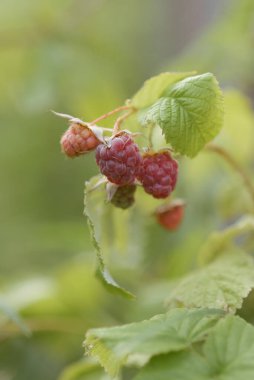 Bahçedeki çalıların üzerinde taze olgun ahududular..