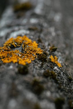 Makrofotoğrafçılık. Ağaç kabuğu yosun ve yosunla kaplanmış..