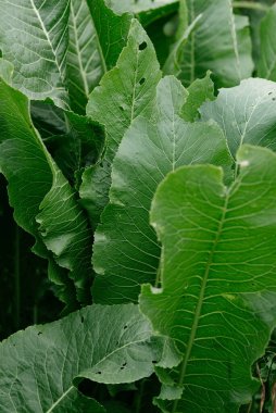 Bahçe yatağında yabanturpu. Yakın plan..