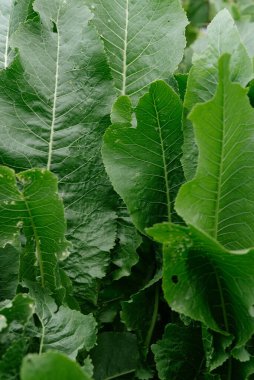 Bahçe yatağında yabanturpu. Yakın plan..