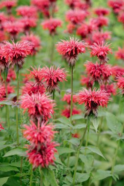 Kapatın. Kırmızı Monarda bahçede çiçek açıyor..