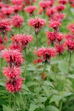 Kapatın. Kırmızı Monarda bahçede çiçek açıyor..
