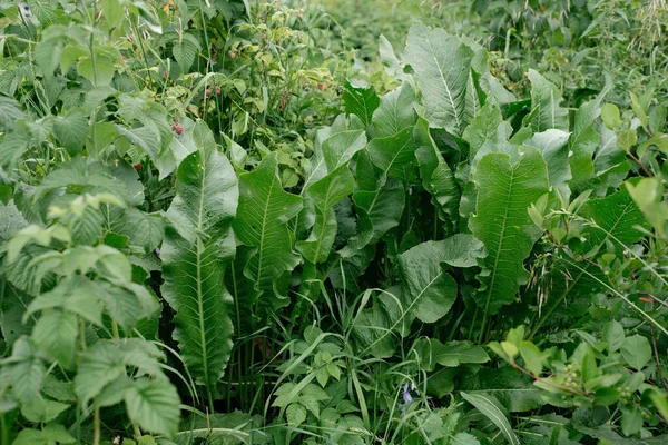 Horseradish Στο Κρεβάτι Του Κήπου Close — Φωτογραφία Αρχείου