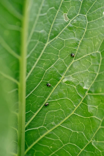 Närbild Bakgrund Ett Pepparblad Med Små Insekter — Stockfoto