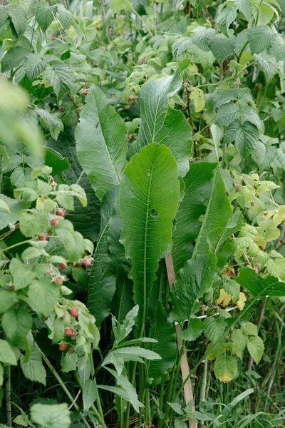 Horseradish Στο Κρεβάτι Του Κήπου Close — Φωτογραφία Αρχείου