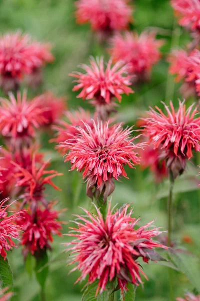 Närbild Röd Monarda Blommar Trädgården — Stockfoto