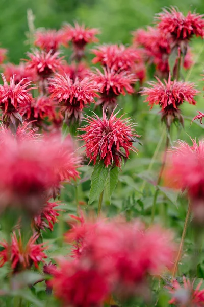 Närbild Röd Monarda Blommar Trädgården — Stockfoto