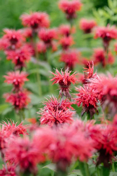 Närbild Röd Monarda Blommar Trädgården — Stockfoto