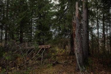 Şiddetli bir rüzgar yüzünden devrilen çürümüş ağaç..