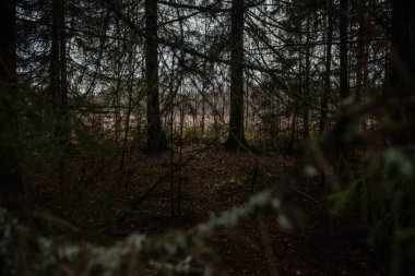 Gizemli bir ormanın karanlık çalılığında