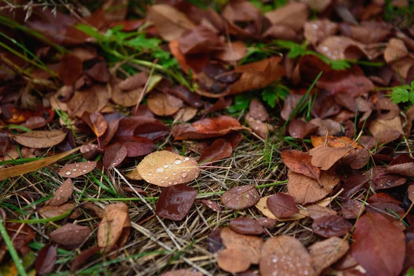 낙엽과 빗방울이 가까이 — 스톡 사진