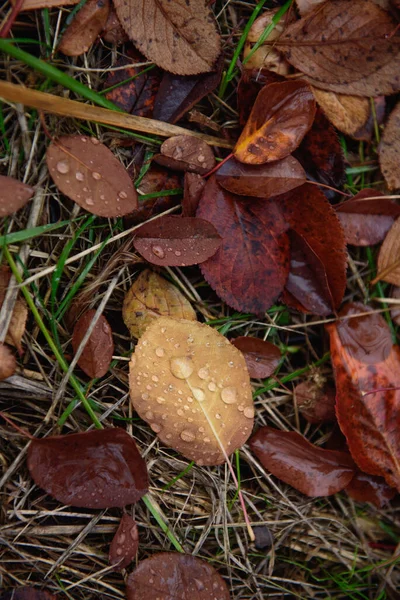Folhas Outono Caídas Com Gotas Chuva Close — Fotografia de Stock
