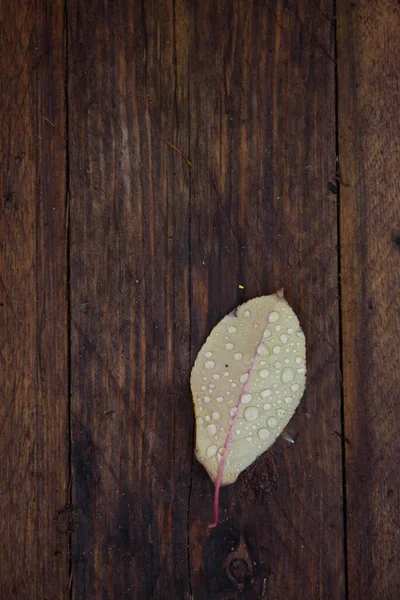 秋天落叶与雨滴的特写 — 图库照片