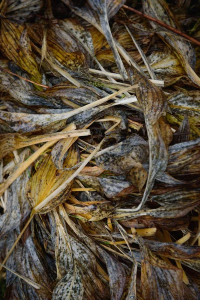 Verwelkte Bladeren Van Planten Herfst Close — Stockfoto