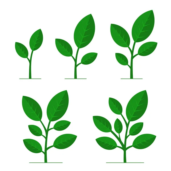 Phases Plant Growing Set sur fond blanc. Vecteur — Image vectorielle