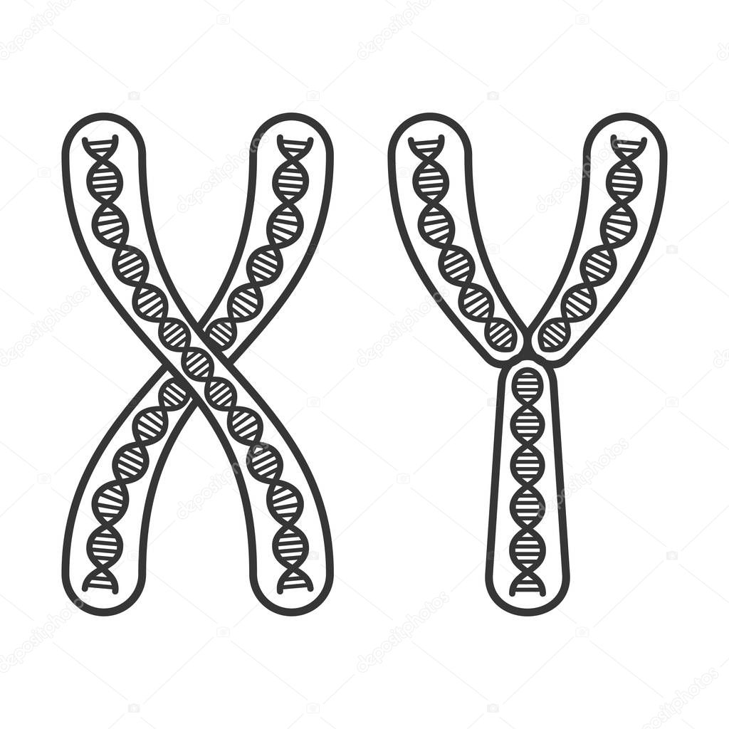 Chromosome X and Y Set on White Background. Vector
