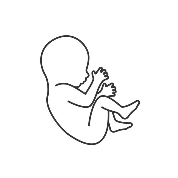 Fetus Icon Isolated on White Background. Line Style Vector