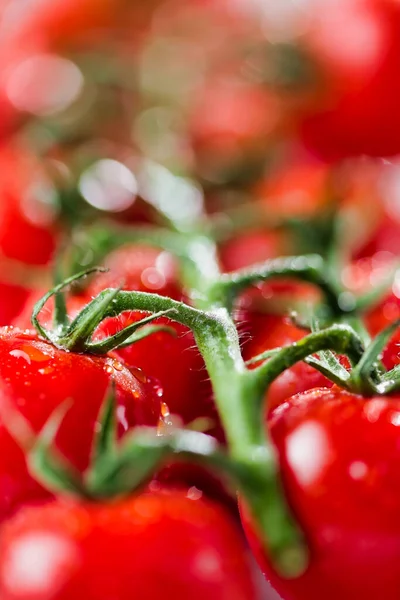 Close Tomate Cereja Vermelho Brilhante Videira — Fotografia de Stock