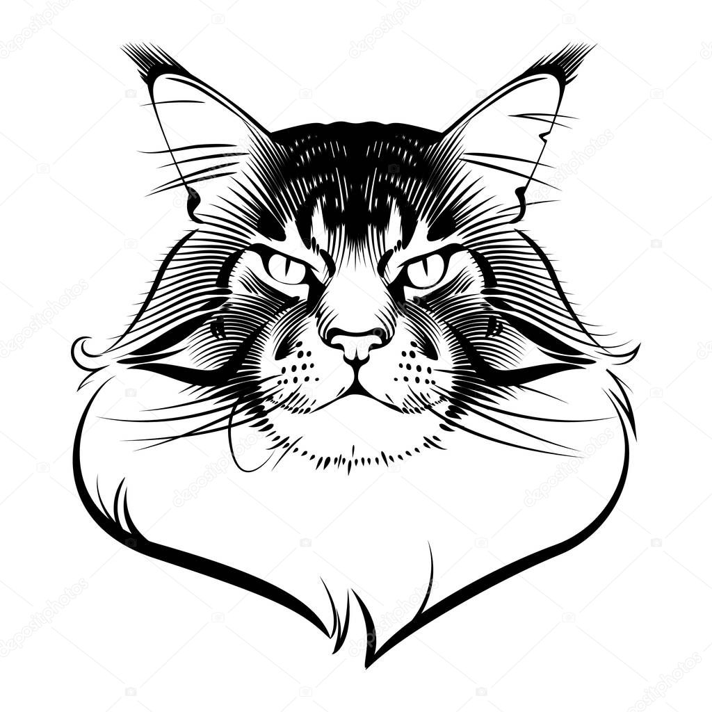 maine coon cat ink graphic, tattoo picture