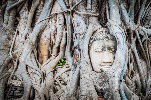 アユタヤ タイの古代都市で木の根に仏像頭 — ストック写真