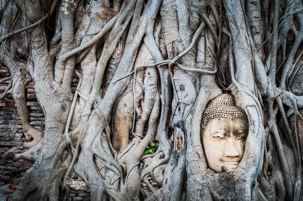 アユタヤ タイの古代都市で木の根に仏像頭 — ストック写真