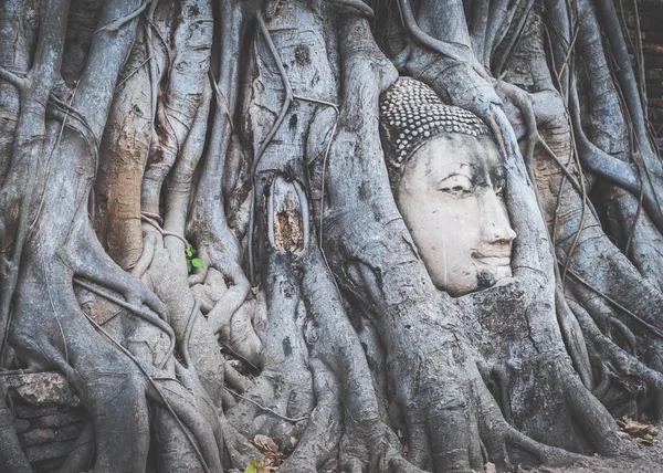 アユタヤ タイの古代都市で木の根に仏像頭 — ストック写真