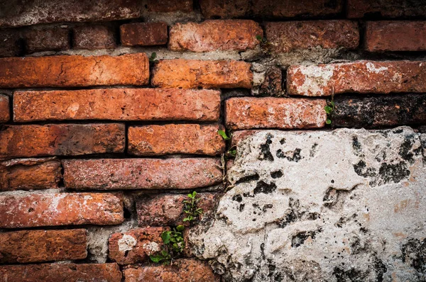 Aged Brick Wall Overgrown Green Plants — Stock Photo, Image