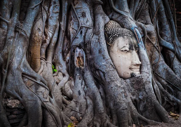 アユタヤ タイの古代都市で木の根に仏像頭 — ストック写真