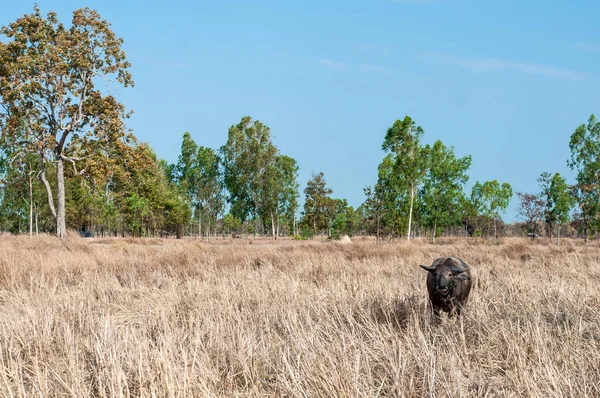 Asian Buffalo Standing Dry Grass Outdoors — Stock Photo, Image