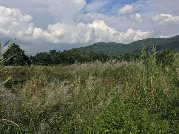 Landschaft Mit Grünen Bäumen Und Hügeln Tag — Stockfoto