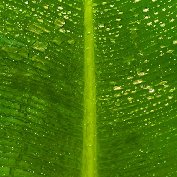 Текстурований Зелений Лист Банана Краплями Води Фон — стокове фото
