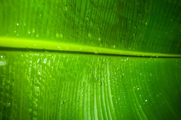 Текстурований Зелений Лист Банана Краплями Води Фон — стокове фото