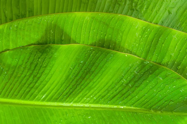 질감된 바나나 나뭇잎 배경으로 — 스톡 사진