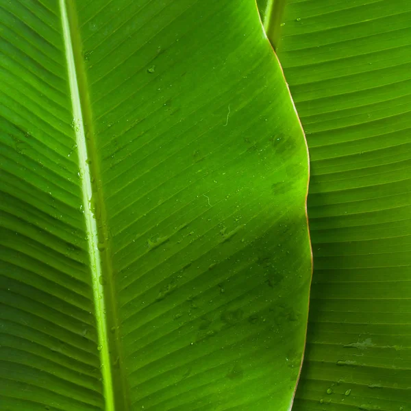 질감된 바나나 나뭇잎 배경으로 — 스톡 사진
