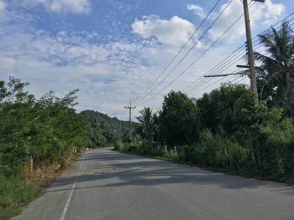 Palms Adlı Gündüz Arasındaki Asfalt Yol — Stok fotoğraf