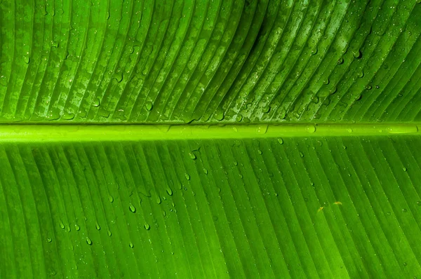 水滴と緑のバナナの葉を背景としてテクスチャ — ストック写真