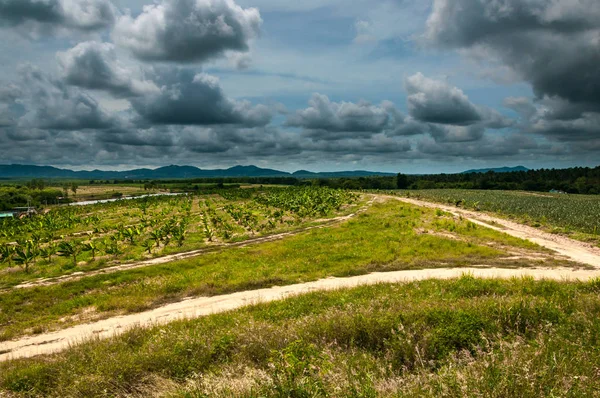 Krajina Zelenými Stromy Zamračená Obloha Pozadí — Stock fotografie