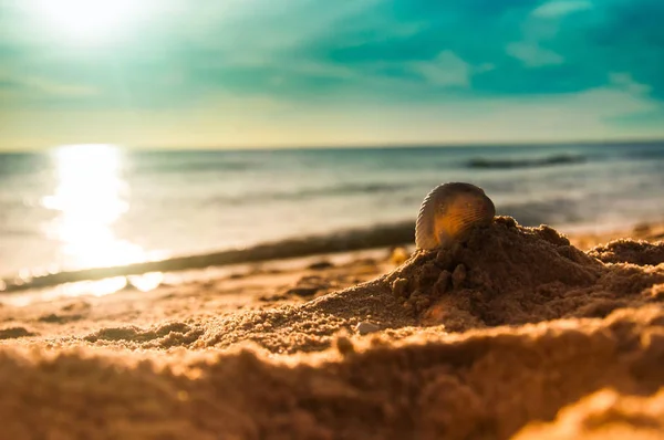 夕日を背景に海岸の貝殻 — ストック写真